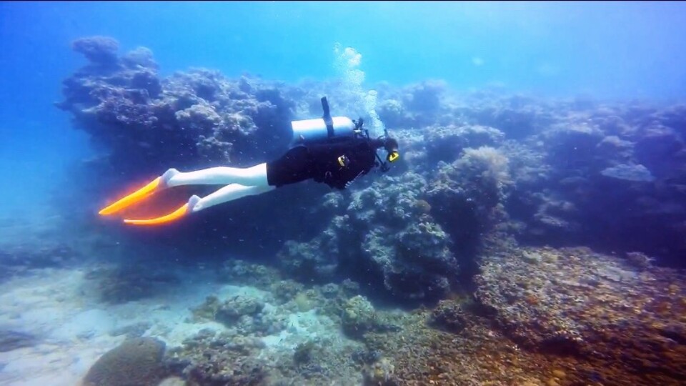 Recent grad launches interactive website to promote coral reef education